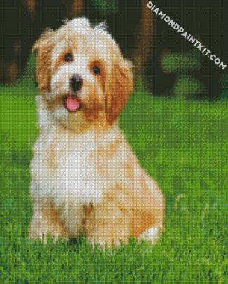 Havanese Dog diamond painting