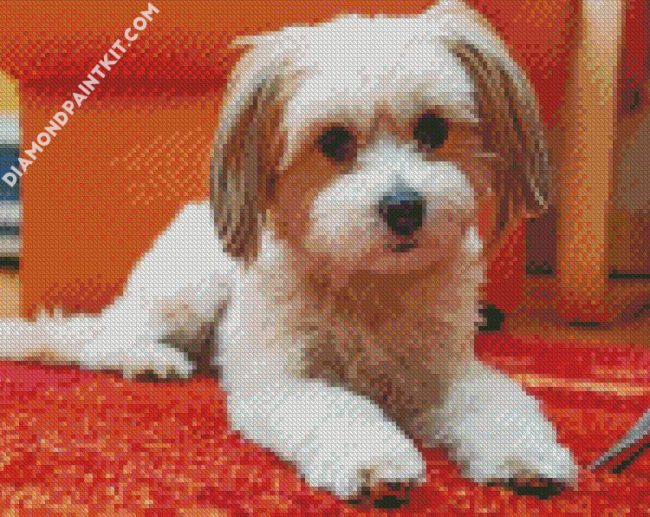 Havanese Dog Puppy diamond painting