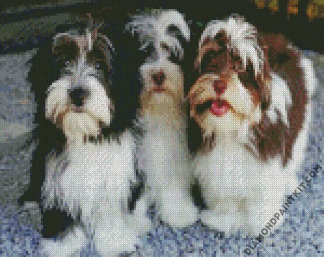 Havanese Puppies diamond painting