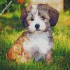 Havanese Puppy diamond painting