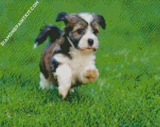 Havanese Puppy Running diamond painting