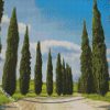 Italian Cypress Trees diamond painting