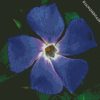 Light Indigo Flower diamond painting