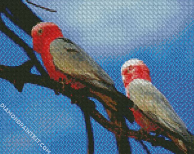 Pink Grey Cockatoo diamond painting