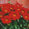 Red Gazania diamond painting