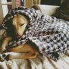 Sleepy Dog In Blanket diamond painting