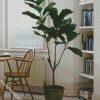 The Fiddle Leaf Fig Plant diamond painting