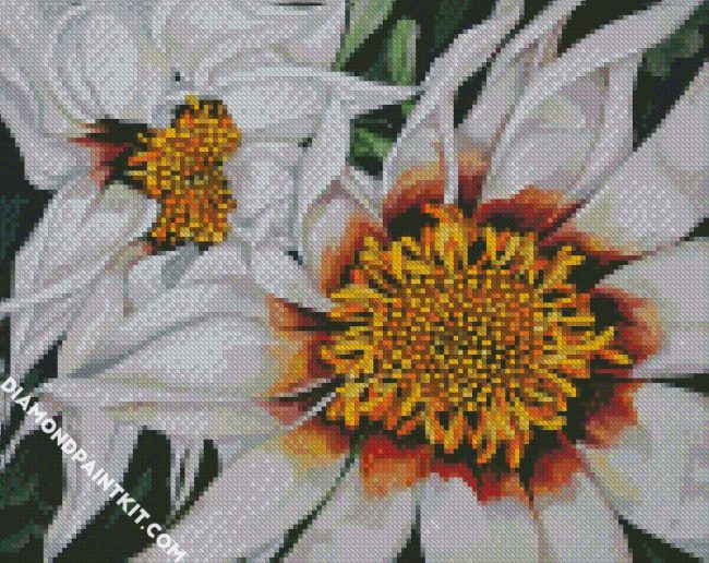 White Gazania diamond painting