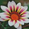 White Purple Gazania diamond painting