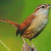 Wren Bird diamond painting