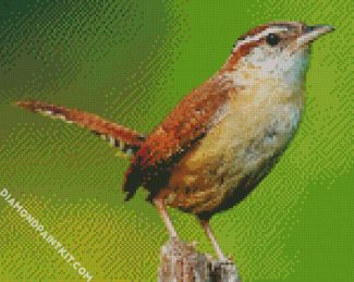 Wren Bird diamond painting