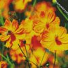 Yellow Cosmos Flowers diamond painting