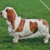 Bassethound diamond painting