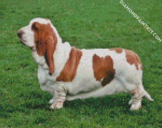 Bassethound diamond painting