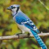 North American Blue Jay diamond painting