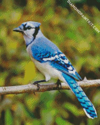 North American Blue Jay diamond painting