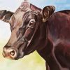 Aberdeen Angus Cattle diamond painting