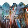 Aberdeen Angus Cows diamond painting