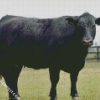 Aberdeen Angus diamond painting