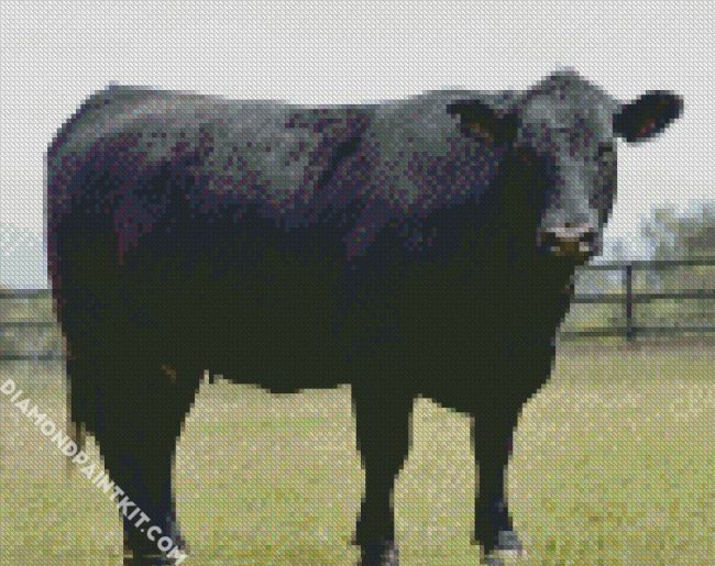 Aberdeen Angus diamond painting