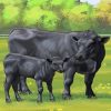 Angus Cow And Calf diamond painting