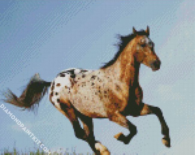 Appaloosa Horse Running diamond painting