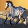 Appaloosa Horse diamond painting