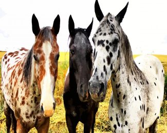 Appaloosa Horses diamond painting