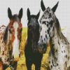 Appaloosa Horses diamond painting