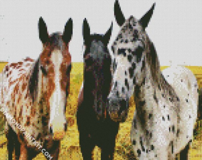 Appaloosa Horses diamond painting