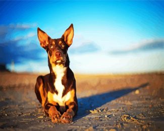 Australian Kelpie Dog Animal diamond painting