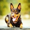 Australian Kelpie diamond painting