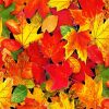 Autumn Foliage Leaves diamond painting