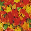 Autumn Foliage Leaves diamond painting