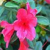 Azaleas Pink Flowers diamond painting