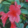 Azaleas Pink Flowers diamond painting