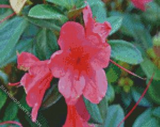 Azaleas Pink Flowers diamond painting