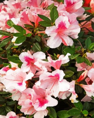 The Azaleas Pink Flowers diamond painting