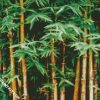 Bamboo Plants diamond painting