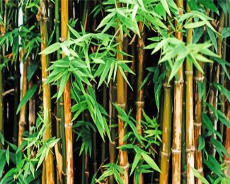 Bamboo Trees Plants diamond painting