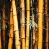 Bamboo Trees diamond painting