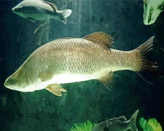 Barramundi Fish Underwater diamond painting