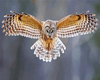 Barred Owl Flying diamond painting