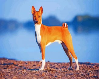 Basenji Animal diamond painting