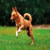 Basenji Dog Animal diamond painting