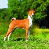 Basenji Dog Breed diamond painting