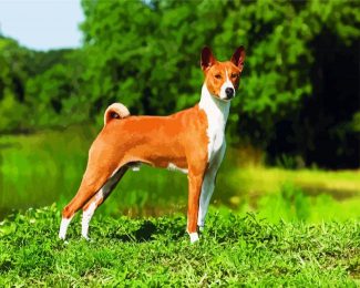 Basenji Dog Breed diamond painting