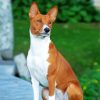 Basenji Dog diamond painting