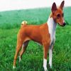 Basenji Dog diamond painting