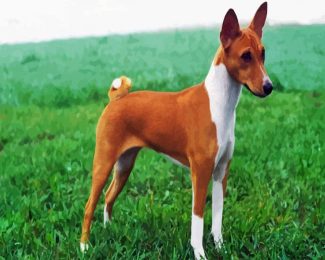 Basenji Dog diamond painting